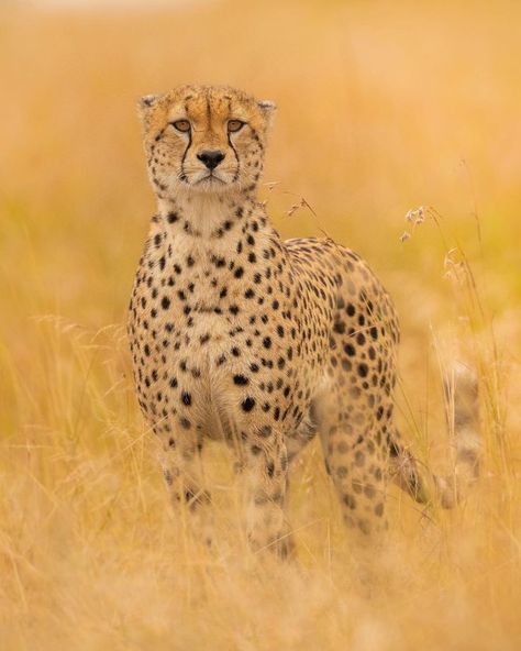 Cheetah / Guépard / Image by aamir__khatri (Aamir Khatri Wildlife) from instagram Cheetahs, Leopards, Nature Animals, From Instagram, Wildlife Photography, Big Cats, South African, Reptiles, Feline