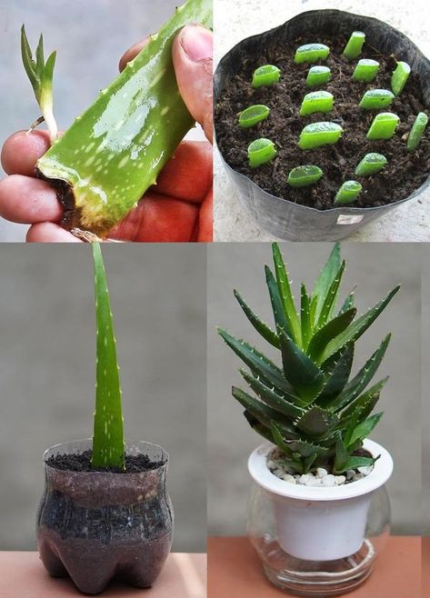 Grow Aloe From Clipping, Propagating Aloe Vera, Aloe Propagation, Propagating Aloe, Propagate Aloe, Propagate Aloe Vera, Growing Aloe Vera, Plants And Gardening, Plant Clips