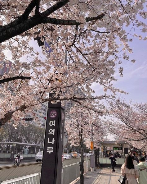 Pink Aesthetic Icon, Cute Pink Aesthetic, Korea Summer, Sakura Wallpaper, Japan Cherry Blossom, Cherry Blossom Trees, Japan Sakura, Japanese Sakura, Japanese Lifestyle