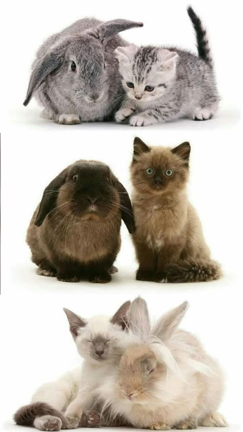 Bunny Colors, Bunny And Cat, Cat And Bunny, Cats And Rabbits, Dog Design Art, Pet Bunny Rabbits, Black Rabbit, Bun Bun, Animals Friendship