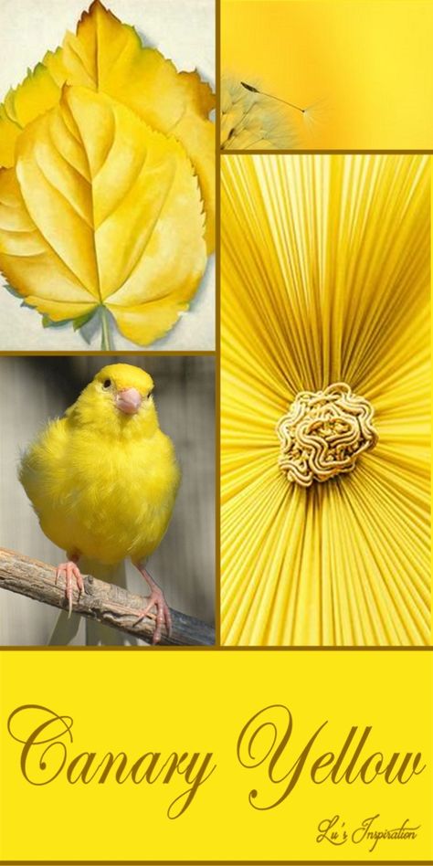 Lu's Inspiration ღ Yellow Cottage, Mood Colors, Color Collage, Beautiful Collage, Canary Yellow, Colour Board, Shades Of Yellow, Mellow Yellow, Happy Colors