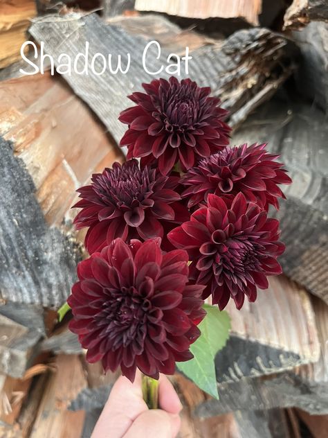 Burgundy Dahlia Bouquet, Red Dalia, Dahlia Flower Arrangements, Burgundy Dahlia, Dahlia Bouquet, Build Design, Dahlia Tubers, Goth Wedding, White Picket Fence