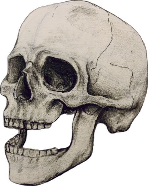 Drawing Skull, Skull Drawing, Pencil Drawing, Pencil Drawings, Pencil, Drawings