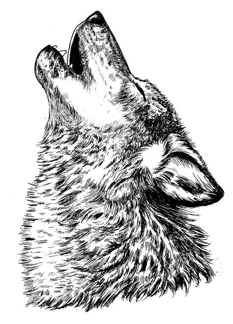 howling wolf Wolf Howling Sketch, Wolf Art Black And White, Wolf Tattoo Illustration, Wolf Tattoo Howling, Howling Wolf Illustration, Wolf Howling Tattoo Design, Howling Wolf Tattoo For Women, Howling Wolf Art, Illustrative Wolf Tattoo