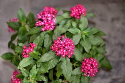 Pentas Flower, Florida Plants Landscaping, Lantana Plant, Florida Flowers, Florida Plants, Florida Gardening, Overwintering, Fragrant Plant, Flower Landscape