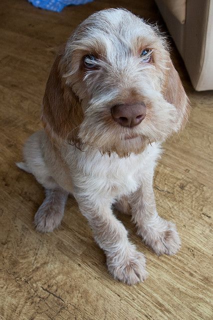 Italian Spinone pup. The hunting dog the other half should have!: Italian Spinone, Spinone Italiano, Cool Dog Houses, Dog Training Treats, Hunting Dog, The Other Half, Sweet Dogs, Other Half, Hunting Dogs