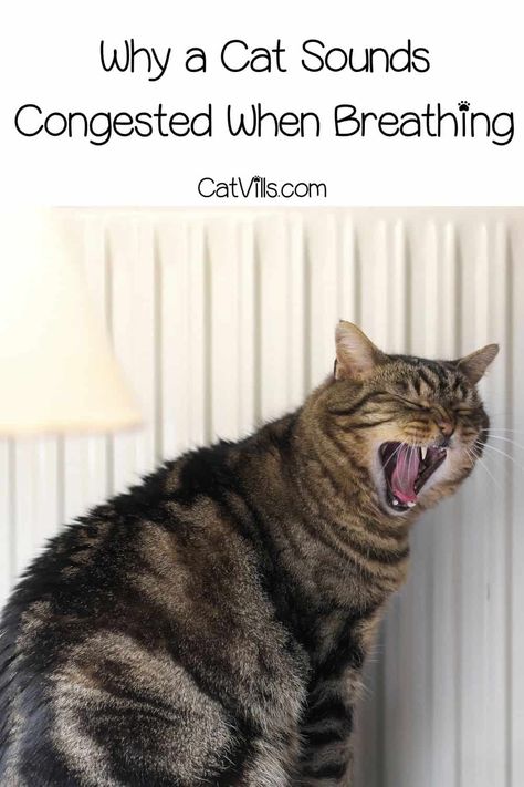 Has your cat been making strange noises? It could be due to congestion. Check out these 16 POSSIBLE CAUSES for why your cat sounds congested when breathing. Cat Sounds, Cat Remedies, Cat Health Remedies, Cat Health Problems, Internet Cats, Cat Nose, Cat Health Care, Cat Info, Healthy Cat