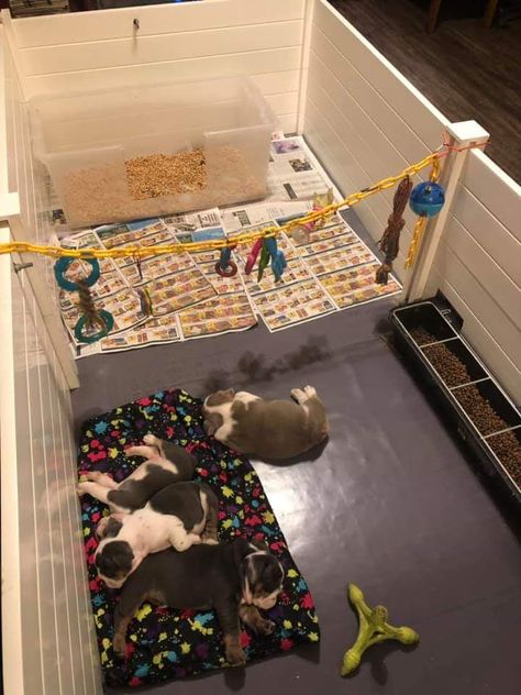 Nice puppy setup. Dog Breeder Setup Indoor, Puppy Welping Room Diy, Puppy Play Pen Setup, Crate Set Up For Puppy, Puppy Breeder Setup, Dog Playpen Setup, Dog Breeders Kennels, Dog Breeding Kennels, Dog Whelping Box