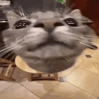 Animated GIF - Find & Share on GIPHY Yuh Huh, Animated Pfp, Funny Looking Cats, Relatable Meme, Cat Icon, Funny Drawings, Cats Funny, Cute Cat Gif, Funny Cat Pictures