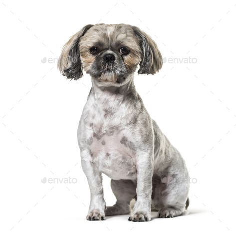 Sitting Shi-tzu dog, isolated on white by Lifeonwhite. Sitting Shi-tzu dog, isolated on white #AD #tzu, #Shi, #Sitting, #dog Lhasa Apso Puppies, Best Small Dogs, Shih Tzu Haircuts, Dog Remedies, Sitting Dog, Puppy Cut, Lhasa Apso, Ear Hair, Shih Tzus