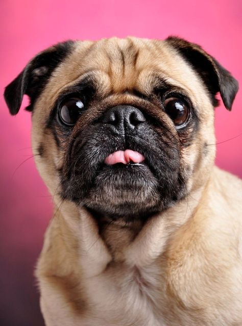 Animal Face Reference, Dog Face Reference, Pug Reference, Pug Dog Wallpaper, Pug Puppies Funny, Pomsky Dog, Funny Pugs, Dog Faces, Cute Dog Wallpaper