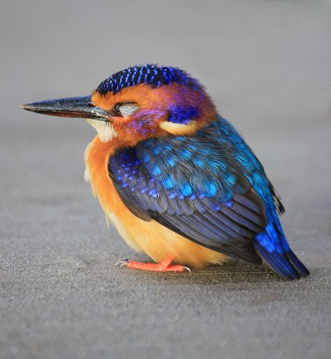 Pygmy Kingfisher - This little fella and just flown into our window and winded himself. He took about ten minutes to recover before flying off. I zoomed in from a distance as didn't want to upset him further. I think he must have been quite young as he only measured about 6 or 7cm tall. Kingfisher