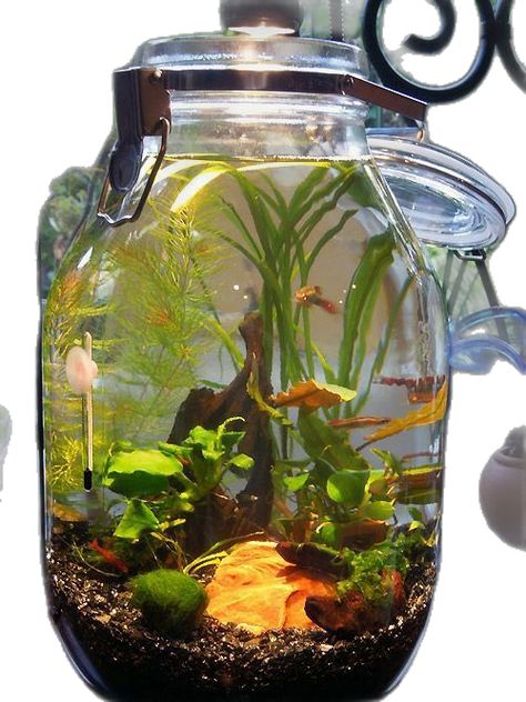 Tanaman Air, Aquarium Garden, Fish Tank Terrarium, Cool Fish Tanks, Diy Fish Tank, Indoor Water Garden, Aquarium Terrarium, Beautiful Terrariums, Aquarium Landscape