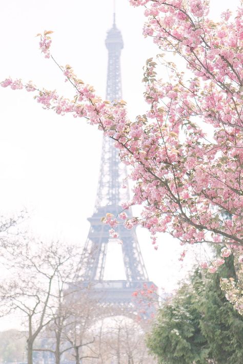 Cherry blossoms in Paris. Photos of the springtime sakura bloom in France. Wallpaper Edgy, Frühling Wallpaper, Cherry Blossom Wallpaper, Background Retro, Sakura Bloom, Wallpaper Homescreen, Illustration Wallpaper, Wallpaper Retro, Paris Wallpaper