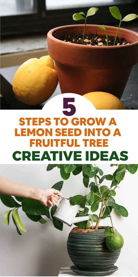 Discover the wonder of cultivating your very own lemon tree with these straightforward instructions that will lead you through the process from seed to flourishing tree! Begin by choosing a fresh, untreated lemon seed from a ripe fruit and soak it in water for 24 hours to soften the outer casing. Plant the seed about 1 inch deep in a small pot filled with well-draining soil. Position the pot in a warm, sunny spot where it can bask in at least 6 hours of sunlight daily. Mass Cane Plant, Lemon Tree From Seed, Irrigation System Diy, Storing Lemons, Lemon Seeds, How To Grow Lemon, Grow Avocado, Hydroponics Diy, Tree House Diy