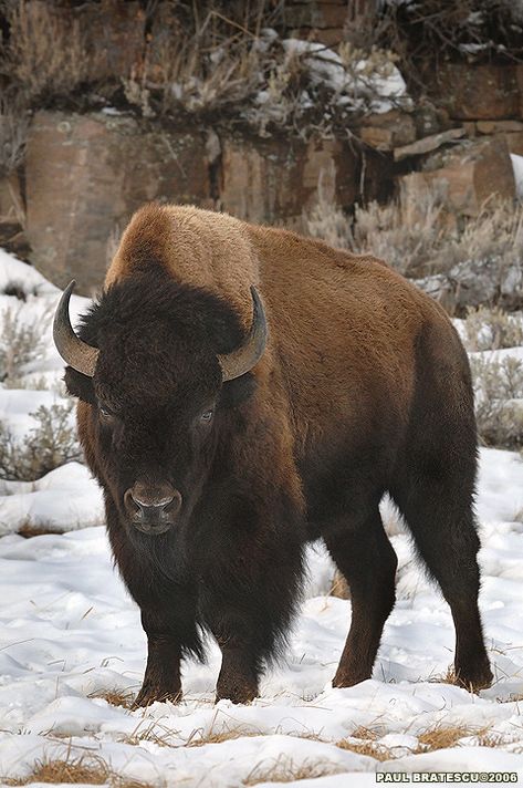 Buffalo Animal, Musk Ox, American Animals, American Bison, Mule Deer, Manx, Majestic Animals, Large Animals, Animal Planet