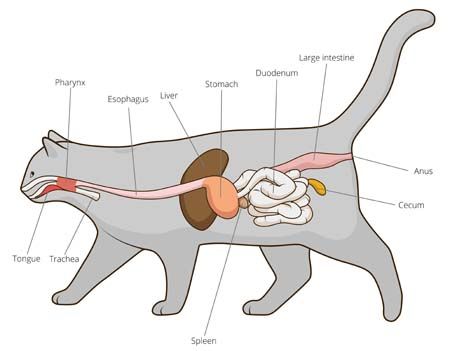 6 Ways To Show Your Cat You Love Them (During Quarantine And Beyond!) Digestive Anatomy, Digestive System Diagram, Vet Nursing, Irritable Bowel Disease, Older Cats, Christopher Reeve, Healthy Cat, Dog Vector, Domestic Cat