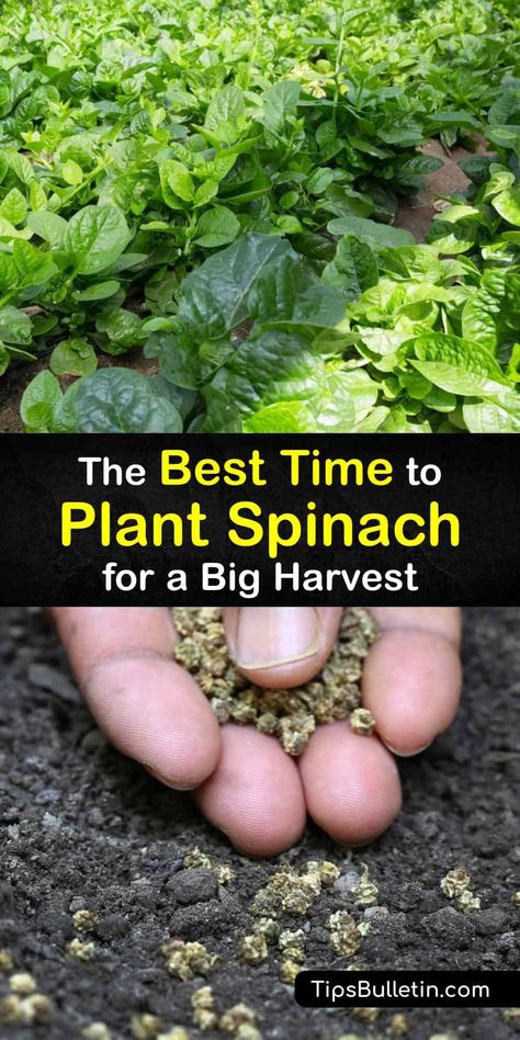 Master the timing of when to plant spinach whether you live in hot or cool weather. These tips provide information on planting in the early spring and using a cold frame, mulch, or row cover to protect plants from aphids and downy mildew before harvesting the outer leaves. #when #plant #spinach Planting Spinach Seeds, How To Plant Spinach Seeds, Growing Spinach From Seed, How To Plant Spinach, Spinach Plant How To Grow, Spinach Plant, Planting Spinach, How To Grow Spinach, Grow Spinach