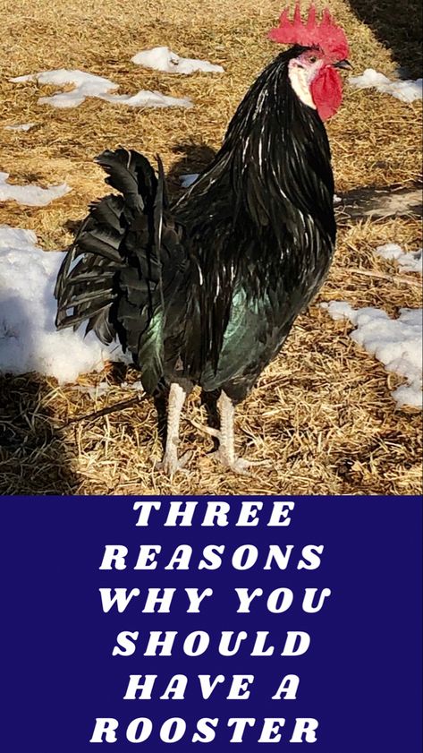 There are many benefits of having a rooster around, and I am going to share with you three reasons why you should have one! Benefits Of Having Chickens, Homestead Tips, Raising Backyard Chickens, Little Red Hen, Red Hen, Red Rooster, Backyard Chickens, Pet Chickens, Raising Chickens