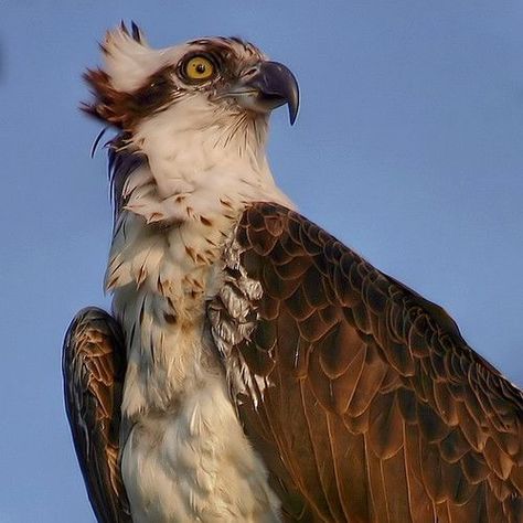 Ospreys | British Bird Of Prey Centre Wales British Birds Of Prey, Artificial Birds, Bird Of Prey, Unusual Animals, Pretty Animals, Silly Animals, Birds Of Prey, Animal Photo, Creature Design