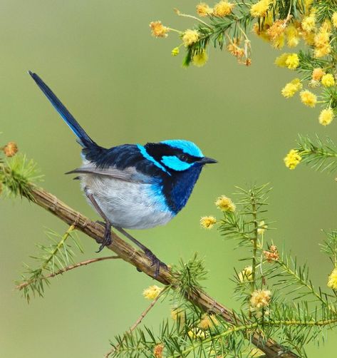 Blue Wren, Fairy Wren, Interesting Photography, Watercolor Art Journal, Bird Watercolor Paintings, Australian Wildlife, Australian Birds, Rare Birds, Bird Artwork