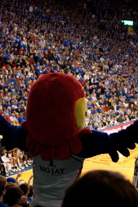 University of Kansas Basketball - Big Jay -  Lawrence, Kansas (copyright Kristin Hinkin) Ku Aesthetic, Lawrence Kansas Aesthetic, University Of Kansas Aesthetic, Kansas University Aesthetic, University Of Kansas Wallpaper, Christian Vision Board, University Of Kentucky Basketball Game, Ku Basketball, Kansas University