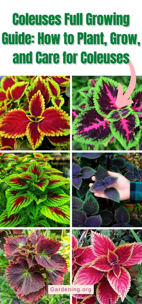 Coleus Growing Guide (Plant, Grow, and Care) Coleus Plants Care, Coleus Care, Planting Hacks, Coleus Plants, Coleus Plant, Front Landscape, Winter Vegetables Gardening, Shade Garden Plants, Inside Garden