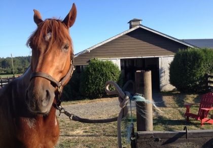 How to Tie a Quick Release Knot Horse Stall Ideas, Horses Tips, Quick Release Knot, Horse Knowledge, Heath Care, Horse Stall, Horse Care Tips, Horse Info, Round Pen