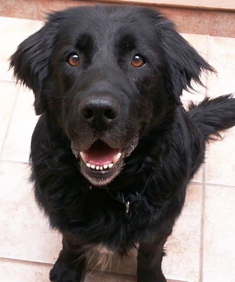 15 Newfoundland Mixes Breeds: Enormous Newfies to Nuzzle You! Golden Retriever Mix Puppies, Mr Magoo, Newfoundland Puppies, Labrador Mix, Hybrid Dogs, Dog Mixes, Tiny Puppies, Newfoundland Dog, Lab Puppies