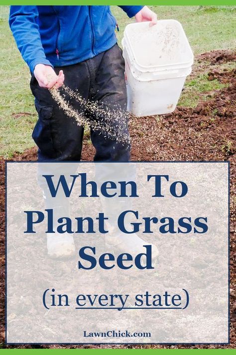 When To Plant Grass Seed, Growing Grass From Seed, Clean Headlights, Overseeding Lawn, Plant Knowledge, Planting Grass Seed, Best Grass Seed, Grass Types, Exterior Upgrades