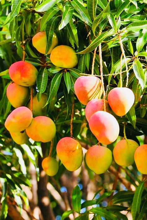 Fruit Trees In Containers, Farm Fruit, Mango Trees, Growing Fruit Trees, Mango Margarita, Fruits Photos, Mango Fruit, Mango Tree, Fruit Photography