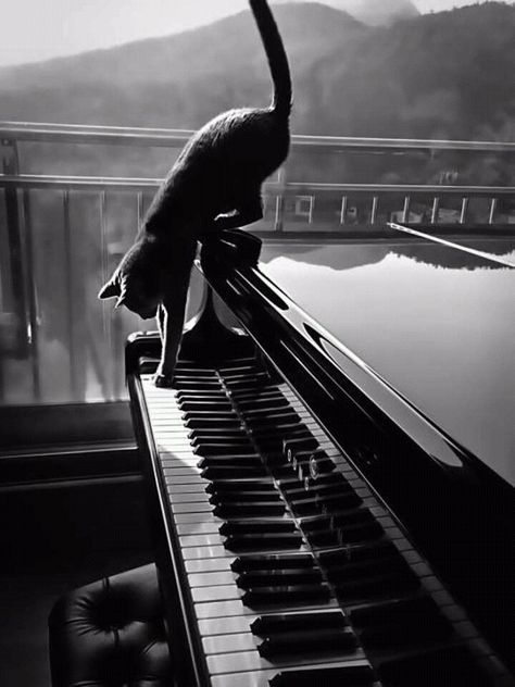 The famous piano playing cat... Piano Photography, Piano Aesthetic, Famous Movie Scenes, Piano Art, Famous Movies, Man Ray, Music Aesthetic, Memes Humor, Grumpy Cat