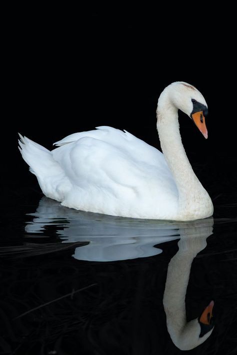 Swan Reference Photo, Swan Anatomy, Swan Reference, Swan In Lake, Swan Photos, Swan Images, Swan Photo, Swan Drawing, Swan Aesthetic