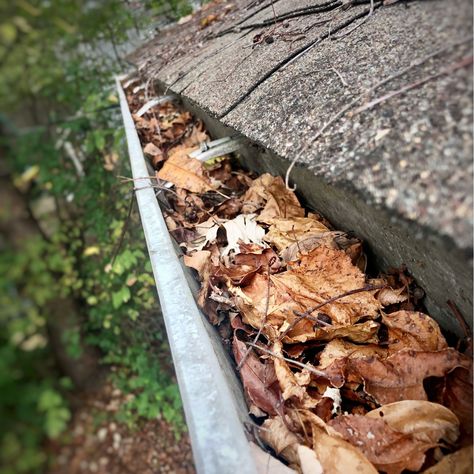 🍂 Prepare Your Gutters for Autumn Leaves! 🍂 Clogged gutters can cause serious damage to your home, from foundation issues to roof leaks. Keep them clean and flowing freely this fall with our essential tips! Learn how to safely remove debris, check for damage, and maintain proper water flow. Ready for a hassle-free season? Schedule a professional gutter inspection today! 🏡✨ https://www.southstlouishandyman.com/blog/kvv8ialtulc6a5krvbk3pr3q557mk2 How To Clean Gutters, Ladders In The Garden, Ladder Stabilizer, Fall Cleaning, Gutter Cleaning, Gutter Guard, Roof Cleaning, Start Cleaning, Handyman Services