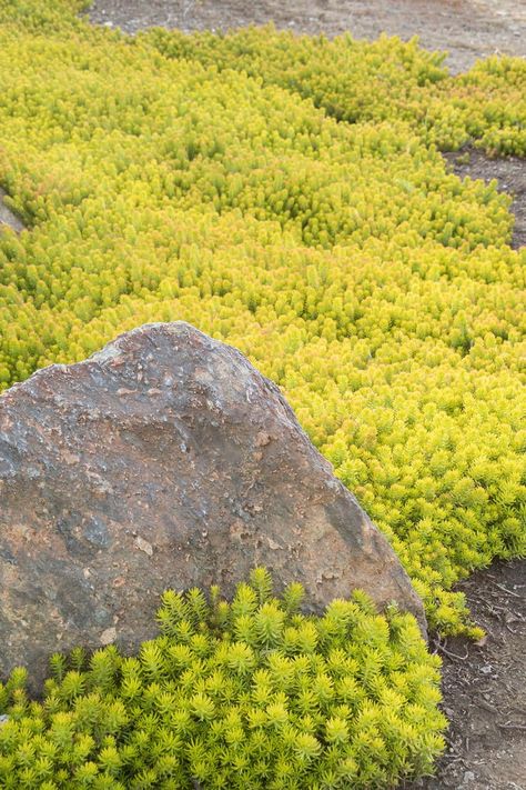 How to Grow & Care for Sedum Plants • The Garden Glove Evergreen Ground Cover Plants, Rock Yard, Sedum Plant, Monrovia Plants, Rock Garden Plants, Growing Gardens, Plant Catalogs, Ground Cover Plants, Sun And Water