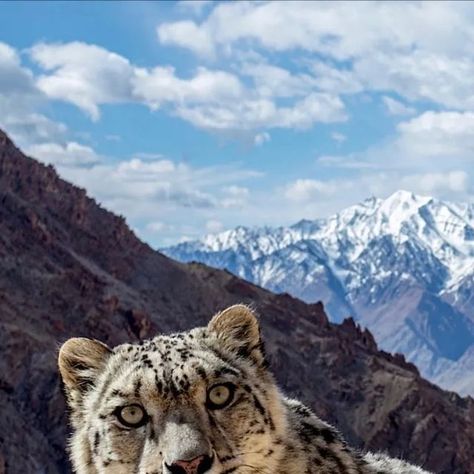 Young Snow, Mountain Ranges, Majestic Mountains, Large Cats, Snow Leopard, South Asia, Leopards, Mountain Range, Photography Inspo