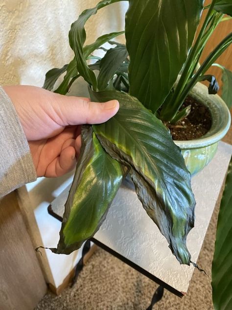 Large Peace Lily Indoor, Peace Lilly Problems, Repotting Peace Lily Houseplant, Peace Lily Problems, Peace Lily In Water, Peace Lily Plant Care, Peace Lily Care, Green Therapy, Peace Plant