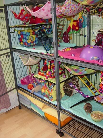 Rat Setup, Rat Cage Setup, Pet Rat Cages, Rat Care, Rat Cage Accessories, Hamster Stuff, Chinchilla Cage, Dumbo Rat, Pet Rodents