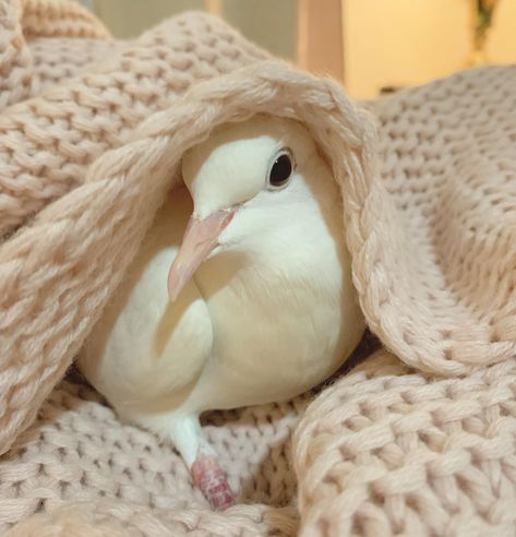 Pigeon Profile Picture, Dove Picture, Satinette Pigeon, Cute Crow, Pigeon Aesthetic, Dove Aesthetic, Aesthetic Pigeon, Pigeon Pet, Pet Dove