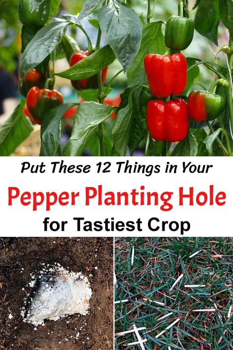 Best Fertilizer For Peppers, Planting Peppers In Pots, Growing Peppers In Containers, Planting Peppers In Garden, Planting Bell Peppers, Bucket Planting, Wallpapers Fall Aesthetic, Planting Peppers, Pepper Plant Care