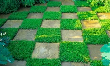 Ground Cover Seeds, Stone Walkways, Creeping Thyme, Lawn Alternatives, Ground Covers, Have Inspiration, Ground Cover Plants, Garden Designs, Ground Cover