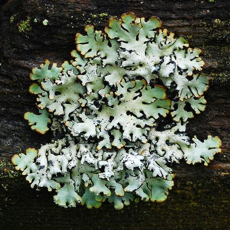 50 Striking Outdoor Photos that Use Moss and Lichen to Great Effect Moss And Lichen, Lichen Moss, Plant Fungus, Slime Mould, Mushroom Fungi, Outdoor Photos, Natural Forms, Patterns In Nature, Plant Life