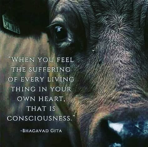 Bhagvad Geeta, Reasons To Be Vegan, Vegan Facts, Animals Tattoo, Animal Activism, Vegan Quotes, Animal Liberation, Stop Animal Cruelty, Animal Advocacy