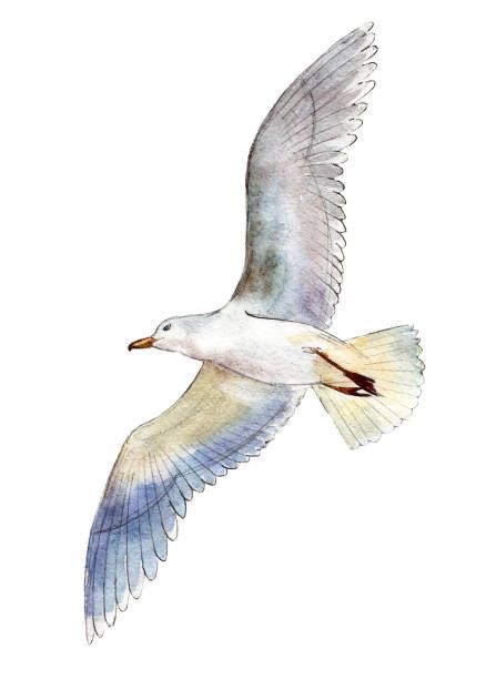 Seagull Illustration, Ocean Art Painting, Watercolor Art Journal, Continuous Line Drawing, Bird Artwork, Bird Drawings, Bird Illustration, Watercolor Bird, Free Vector Graphics