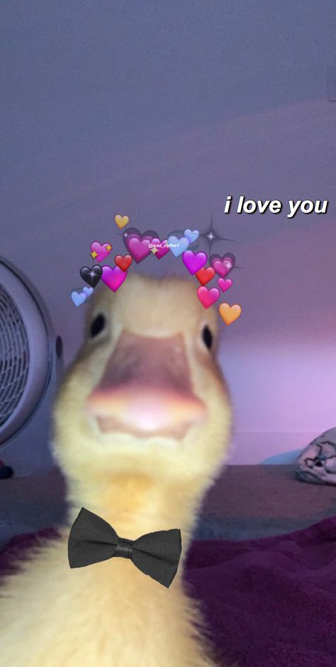 I Love U Meme, Duck Cute, Duck Wallpaper, Random Drawings, Love You Best Friend, Funny Duck, Bridal Mehendi, Bridal Mehendi Designs, Little Duck