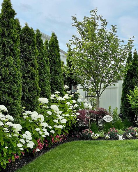 Fence With Greenery, Wall Of Arborvitae, White Peonies Landscaping, North Pole Arborvitae Landscaping, White Privacy Fence Landscaping, Landscape With Arborvitae, Mixed Privacy Hedge Design, Emerald Green Arborvitae Privacy Hedge, Backyard Arborvitae