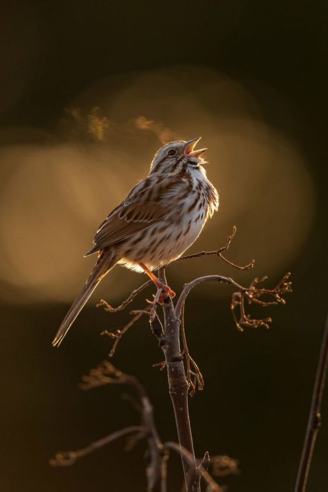 Highly Commended: Brad James – Morning Breath Beautiful Birds Photography, Bird Photos Photography, Brad James, Aesthetic Wildlife, Bird Chirping, Morning Birds, Birds Images, Morning Breath, Underwater Portrait