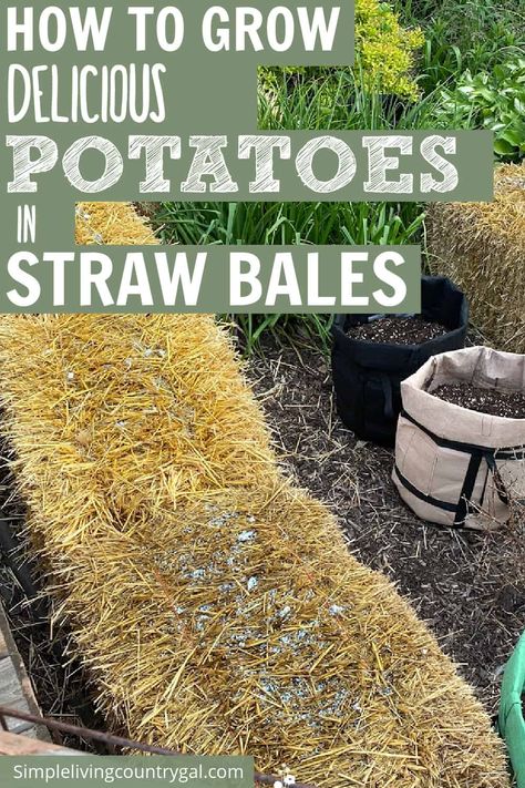 Growing Potatoes In Straw, Backyard Dog Area, Harvesting Potatoes, Delicious Potatoes, Potato Gardening, Vege Garden, Grass Hay, Straw Bale Gardening, Growing Sweet Potatoes