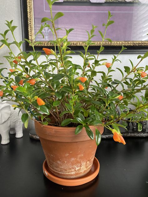 Goldfish Plant, Wishlist Plants, Cozy Den, Unusual Plants, Plant Aesthetic, Interior Garden, Plant Lady, Backyard Landscaping Designs, Green Plants