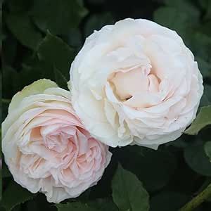 White Eden Climbing Rose, White Climbing Roses, Rose Climbing, Cottage Garden Roses, Moonlight Garden, Eden Rose, Pale Pink Roses, Heirloom Roses, Types Of Roses